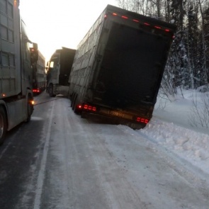 Под Красноярском в лютый мороз в кювет съехала фура с датскими коровами