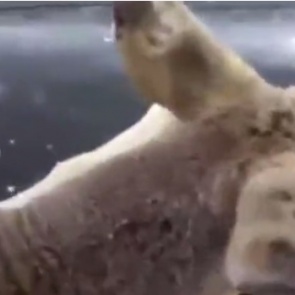 В Шарыповском районе рыбак спас молодую косулю. Она упала на льду и не могла подняться