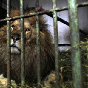 Лев растерзал сотрудницу зоопарка