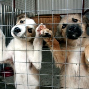 Добровольцы молодежного центра «Сибирь» объявляют сбор благотворительной помощи для приюта бездомных животных «Доброе Сердце»