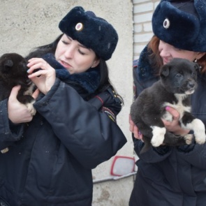 В Абакане из-под под колёс движущегося поезда вытащили пятерых щенков