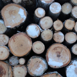 Красноярский край установил рекорд по лесозаготовке