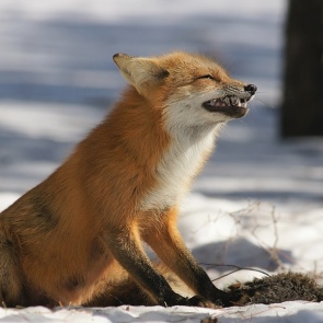 Очередной случай бешенства выявили в Красноярском крае