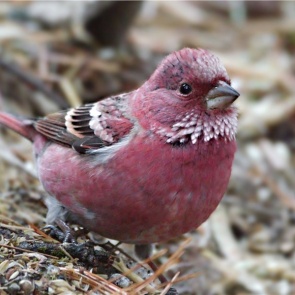 В Красноярском крае сделали редкие кадры «Барби среди пернатых»
