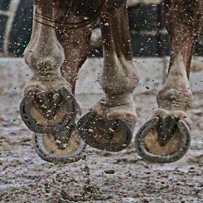 В Хакасии задержали группу браконьеров на конях