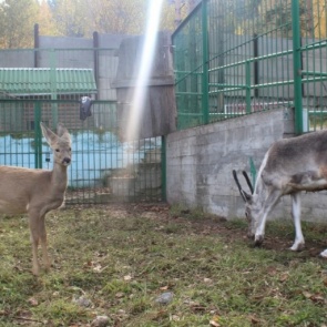 Спасенную в Красноярске косулю выпустили в дикую природу после небольшого лечения