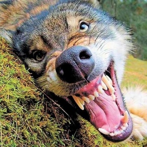 Карантин по бешенству животных введён в Манском районе Красноярского края