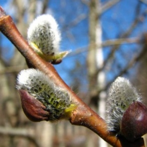 На выходных в Красноярском крае и Хакасии будет тепло