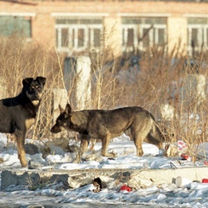 Назаровским депутатам представили план по профилактике и отлову бродячих собак