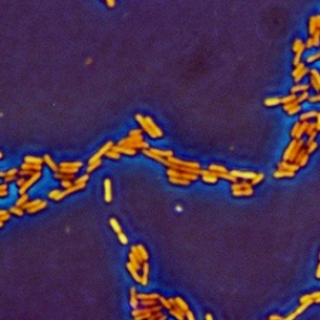 В США разразилась загадочная эпидемия