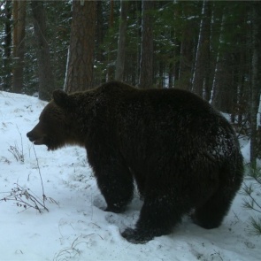 На «Столбах» дружно проснулись медведи и бурундуки