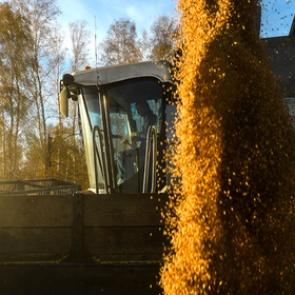 Российская пшеница упала в цене