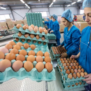 В Роскачестве проверили яйца на прочность и не выявили достойных