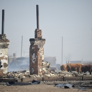 Более 10 тысяч домашних животных погибли в пожарах в Забайкалье