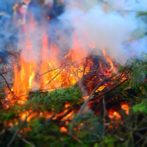 Наибольшее количество лесных пожаров зафиксировано в Красноярском крае