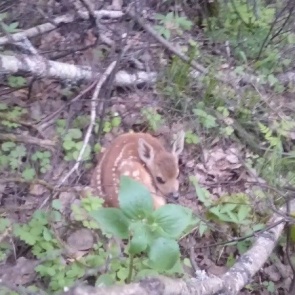 Туристов попросили не трогать новорожденных косуль на «Столбах»