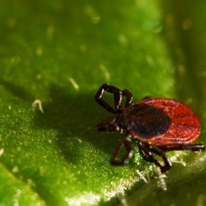 Клещи не ослабляют хватку и продолжают кусать красноярцев не только в лесах