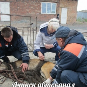 В Ачинске косуля угодила в опасную дробилку