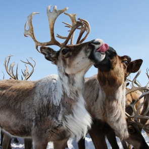 Жители Красноярского края стали держать меньше коров и завели больше северных оленей