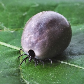 Почти 2 тысячи жителей Красноярского края пострадали от клещей за прошедшею неделю