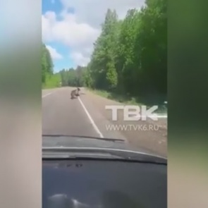 Водитель встретил медведя на трассе в Красноярском крае