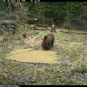 В этом году медведи на «Столбах» начали купаться позже обычного