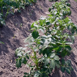 Хитрости окучивания картофеля