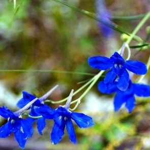 В Красноярском крае зацвело смертельно ядовитое растение: просят не срывать