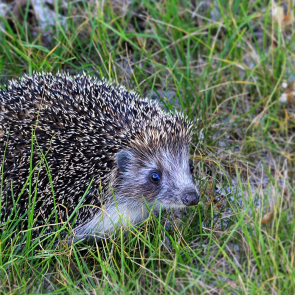 В Кузбассе нескольких детей покусали дикие ежи