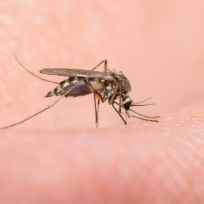 После паводка Канск настигло ещё одно бедствие