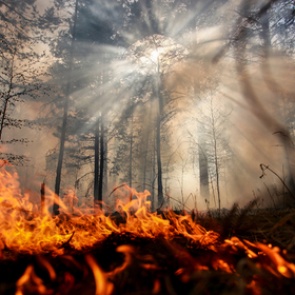 Площадь лесных пожаров в Сибири увеличилась