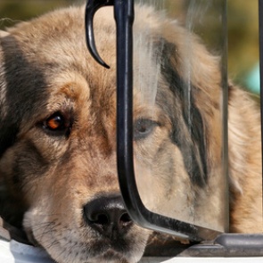 Список опасных пород собак обновили