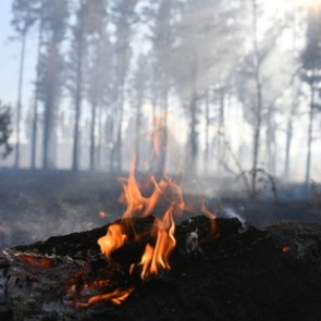 Названы сроки тушения лесных пожаров в Сибири