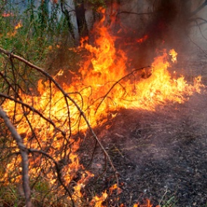 Раскрыты катастрофические последствия пожаров в Сибири