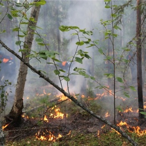 Спасатели из Томска помогут красноярским пожарным справиться с лесными пожарами