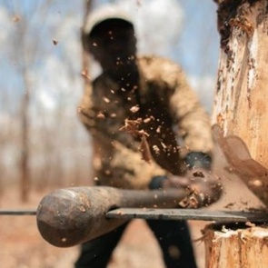 Под Красноярском на особо защитном участке неизвестные вырубили лес на 800 тысяч