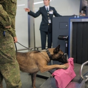 В России ужесточили правила провоза багажа через границу