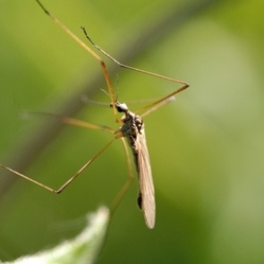 Предсказано будущее экзотических лихорадок в России