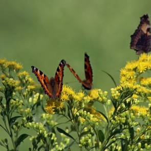Последняя неделя лета порадует красноярцев теплом