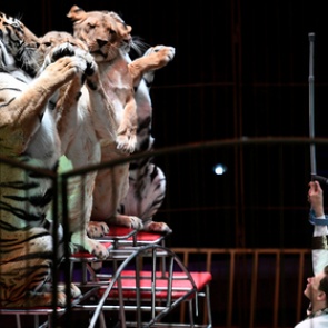 Стало известно отношение россиян к цирковым номерам с животными