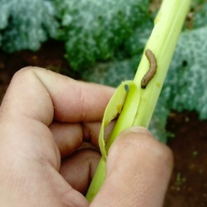 Китай бросил беспилотники на борьбу с гусеницами и личинками