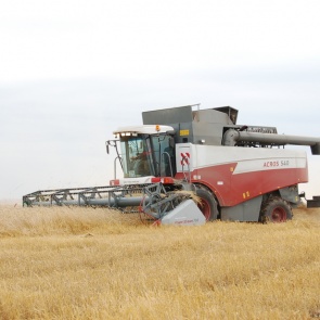 Аграрии Красноярского края собрали пятую часть урожая зерновых