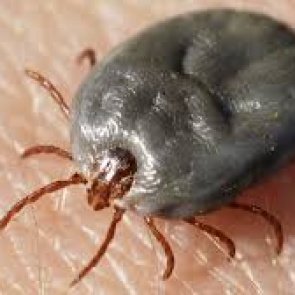 В России предложили генетически «отредактировать» клещей, запретив им размножаться