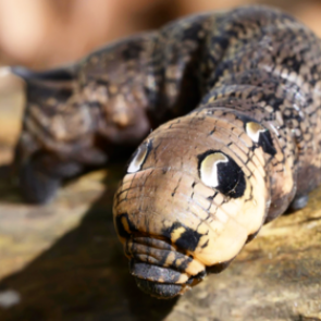 Загадочное существо с клыками и клювом свалилось с неба