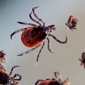 Активность клещей в крае стала гораздо ниже. Красноярцев просят оставаться бдительными