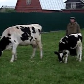 В Красноярский край привезли элитных коров из Чехии