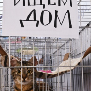 В России решили запретить умерщвление бездомных животных