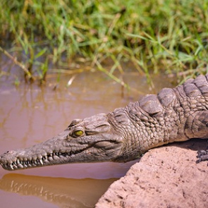 Рыбак сумел вырвать свою голову из пасти крокодила