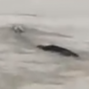 В Китае обнаружили 18-метрового «водяного монстра»