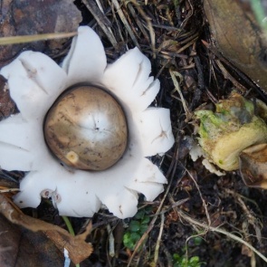 На юге Красноярского края обнаружили редкие «космические» грибы